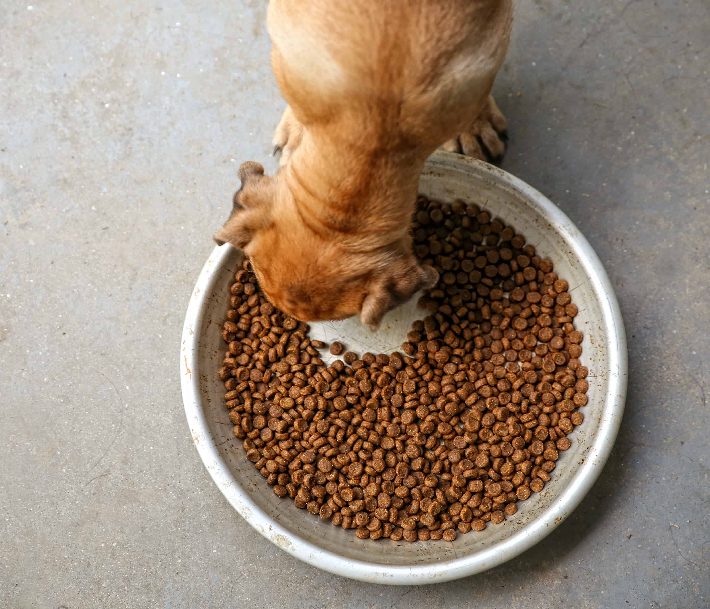 Sušené psí krmivo - granule