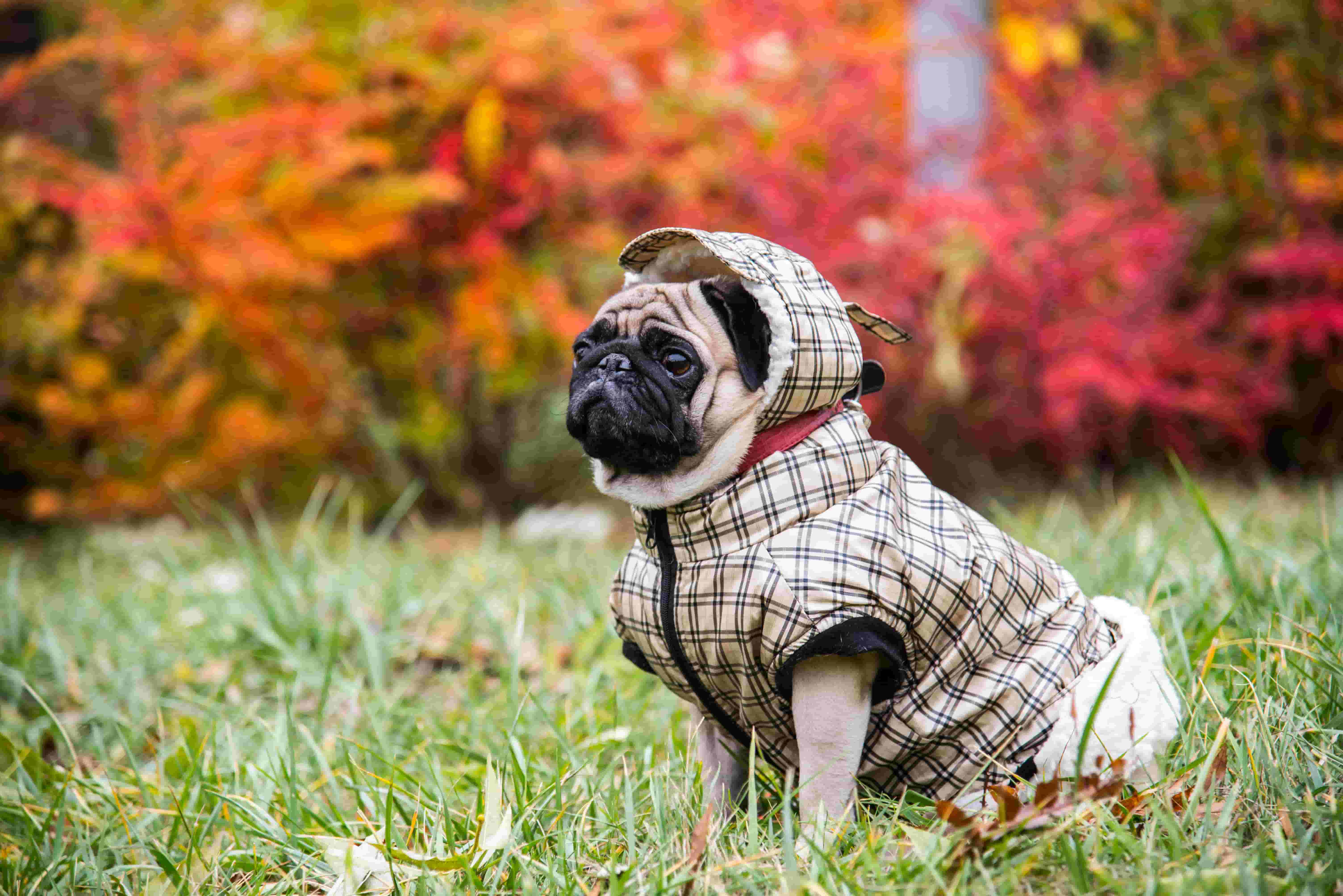 Мопсы в одежде осень