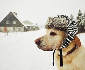 Domácí mazlíčci v zimě: Jak se o ně starat při nevlídném počasí?