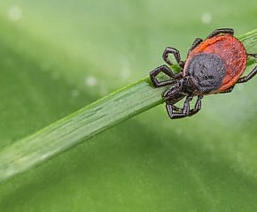 Chraňte před klíšťaty sebe i čtyřnohé mazlíčky