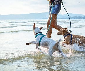 Čerstvá voda a stín. Jak v létě pečovat o domácí mazlíčky?