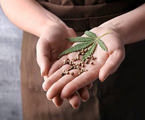 Pro krásnou pleť i zdravé srdce: Poznejte léčebné účinky konopí