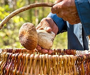 Už rostou! Co si správný houbař bere do lesa kromě košíku?